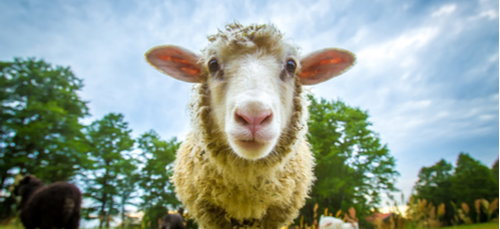 福克蘭群島（人口數約 2000）有超過 70 萬隻綿羊（每人 350 隻）。